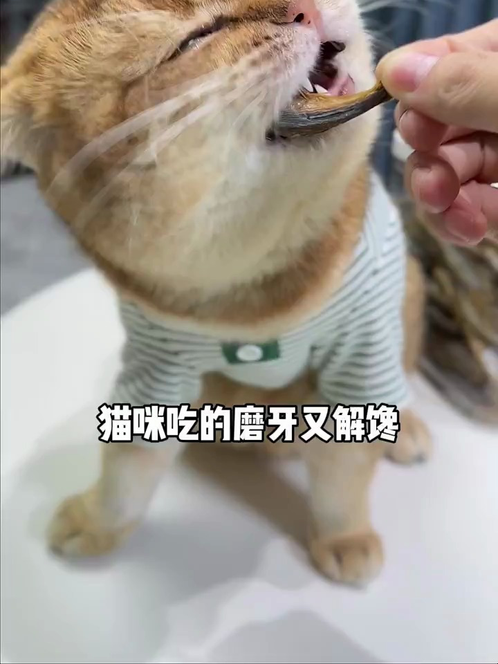 经常给猫咪吃多春鱼,不仅可以增肥发腮对毛发也非常好