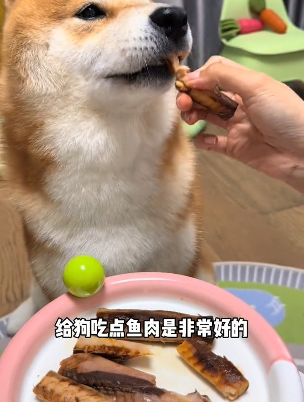 猫猫狗狗吃鲣鱼好处多多,富含鱼油对毛发还嘎嘎好!