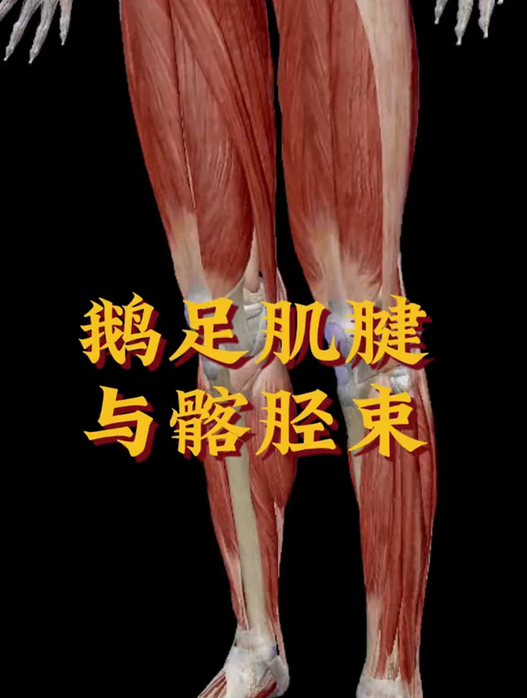 鹅足肌腱与髂胫束