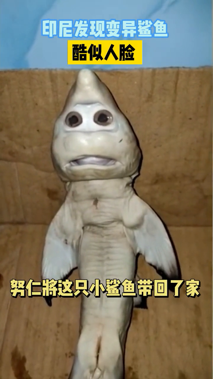 印尼渔民捕到变异小鲨鱼,长了一张“人性化”的脸