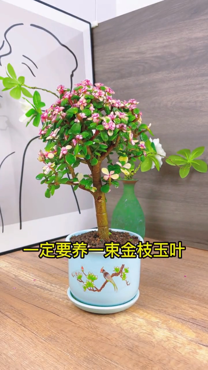 古代公主御用多肉植物,金枝玉叶,家居好物