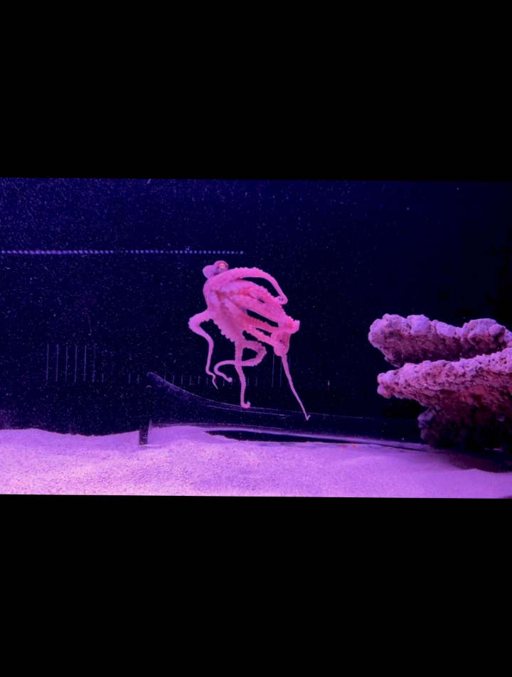 当鳄龟用上手动瞄准器秒变捉鱼神器!