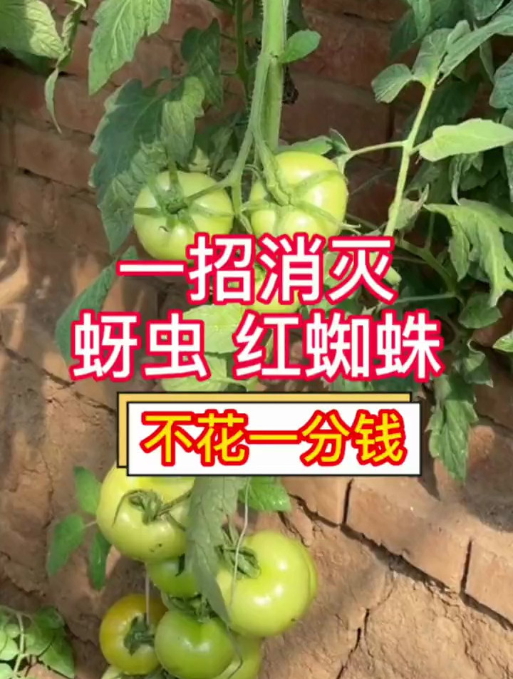 阳台小菜园 不花钱,在家自制杀虫剂