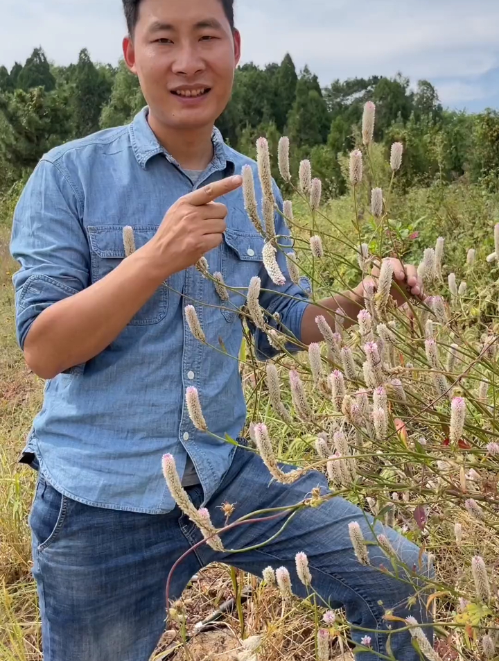 青葙又叫明目草,别名草蒿、萋蒿、昆仑草、百日红、鸡冠苋