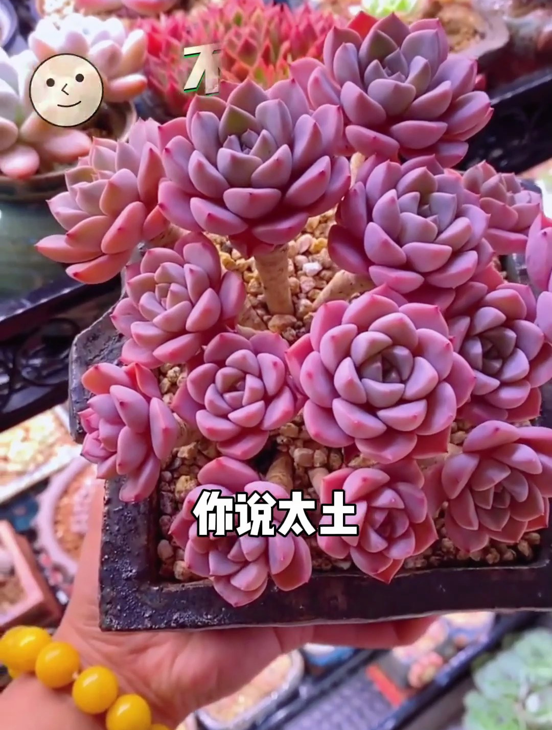 又到了买肉的季节,哪些同款不同名字的多肉都有哪些