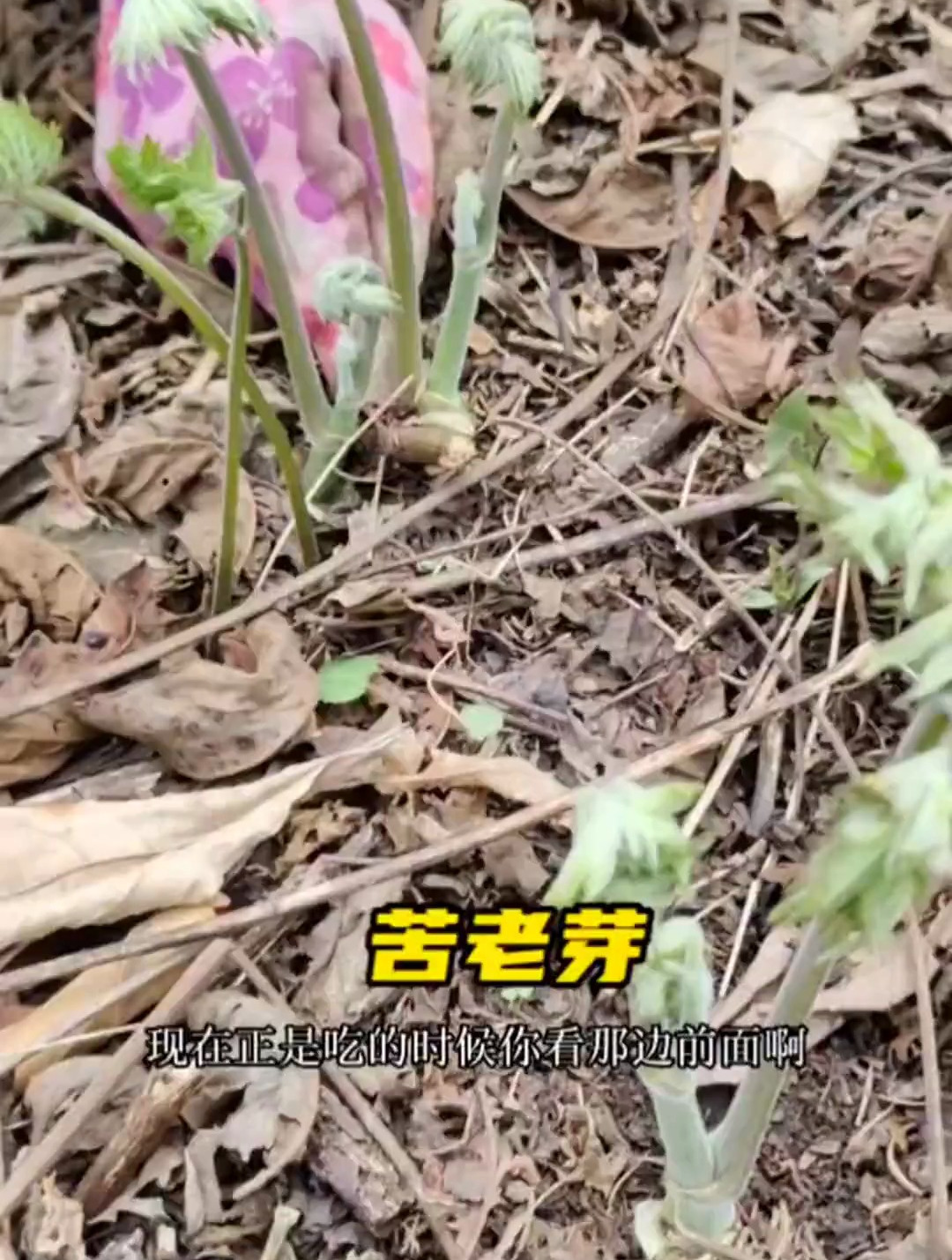 苦老芽也叫升麻,吃起来能苦也能甜