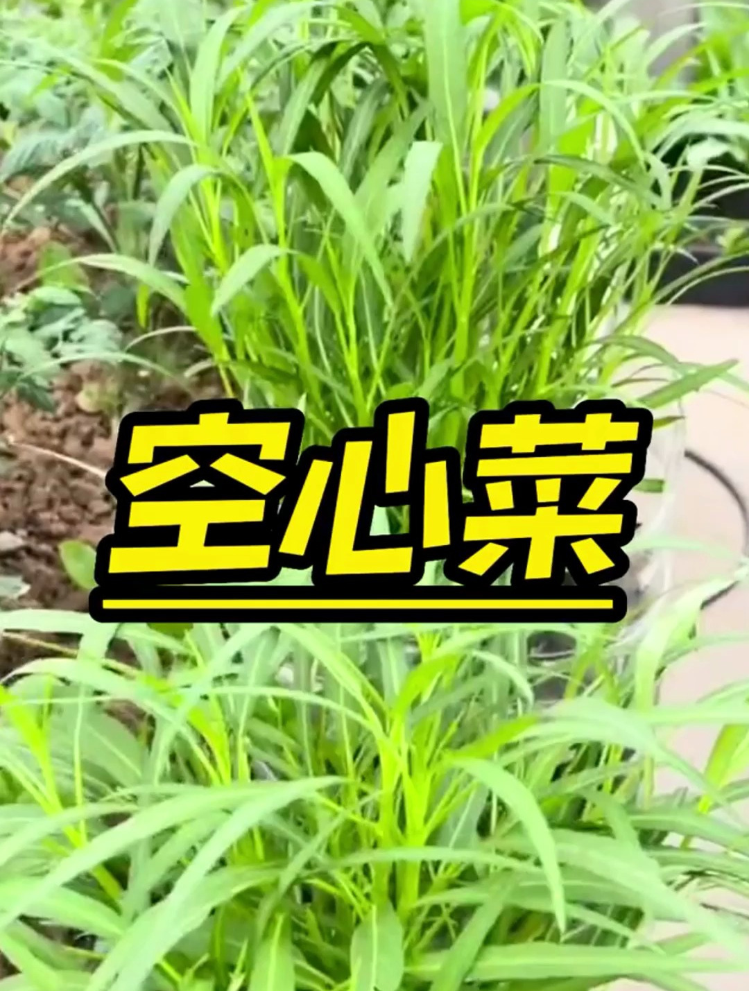 广西空心菜长得真奇怪,茎秆是白色的,但是口感和产量还是不错的