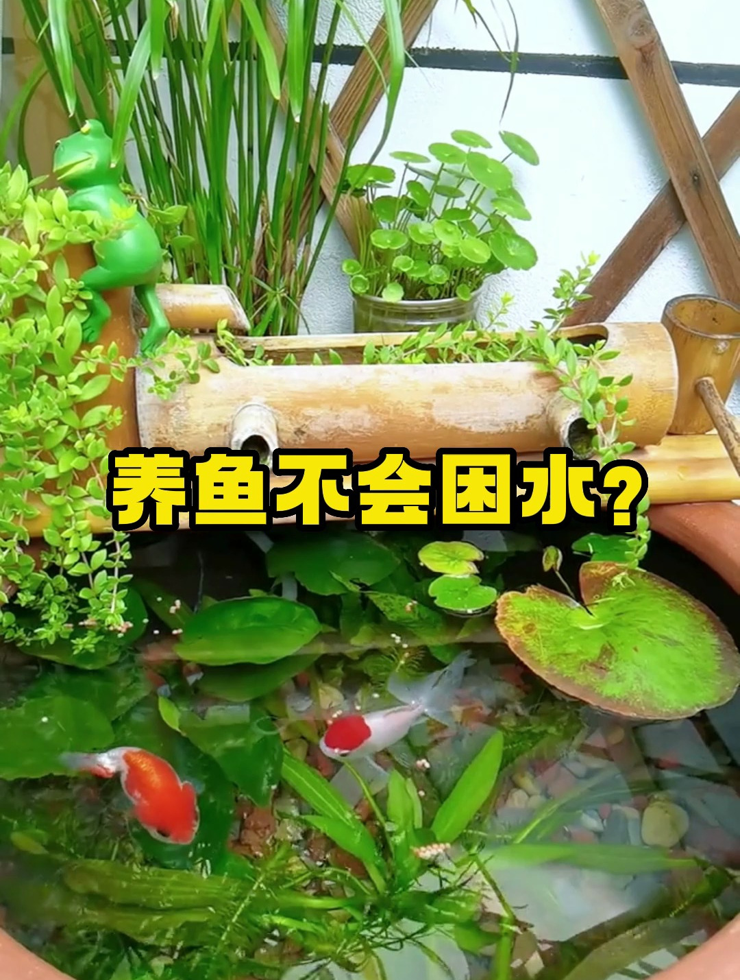 养鱼不会困水怎么办?养鱼大佬手把手来教你!