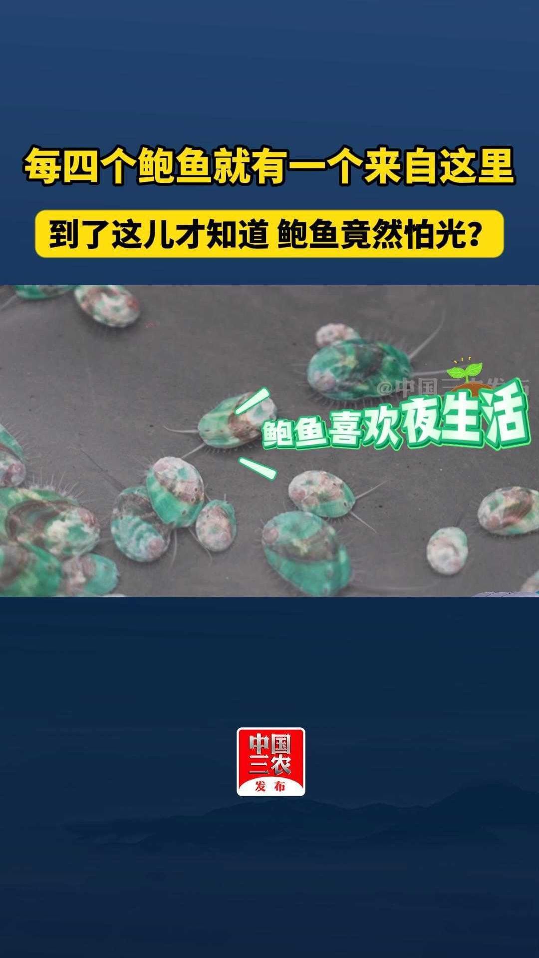 每四个鲍鱼就有一个来自这里