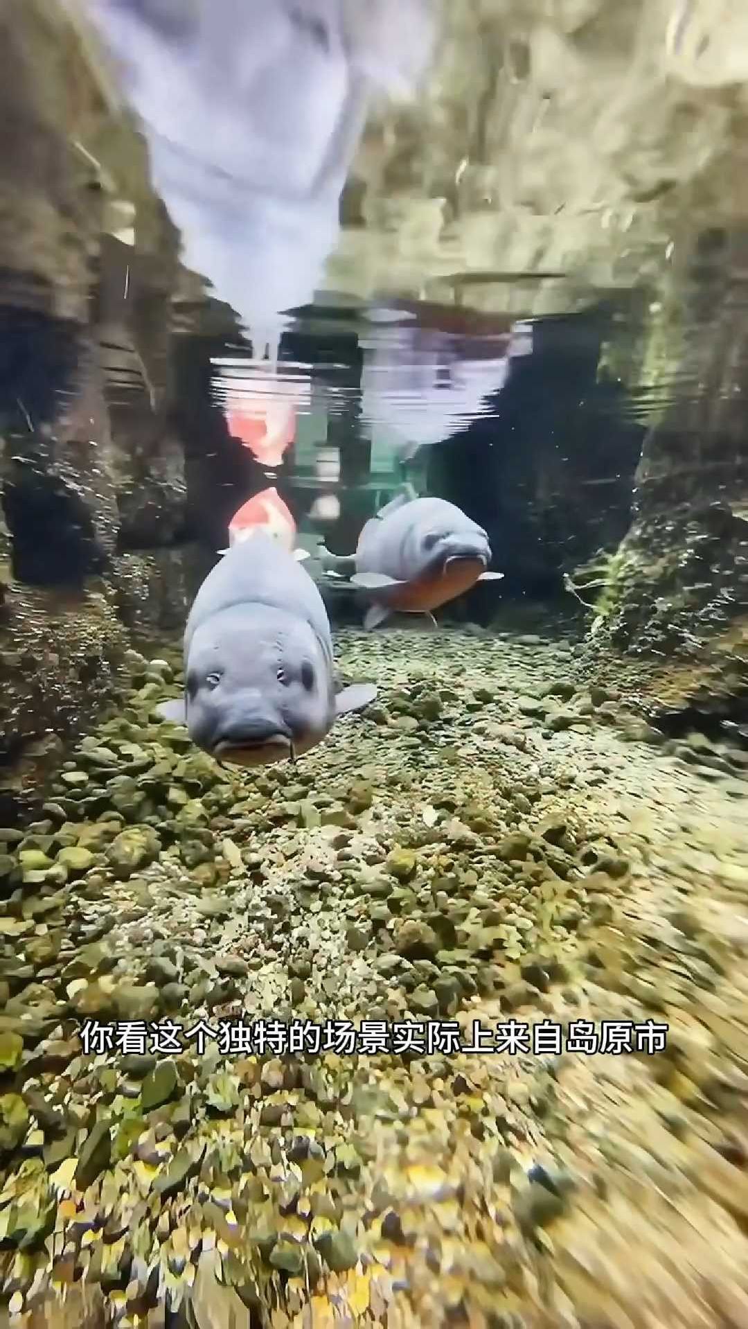 日本排水沟里的鱼到底是怎么回事?