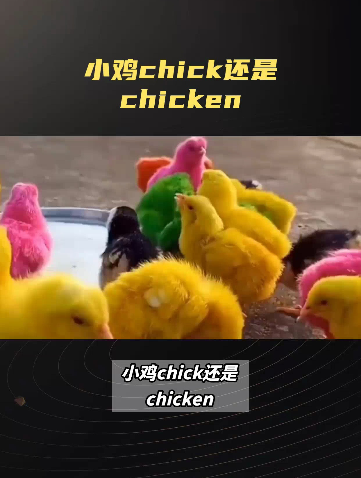 小鸡是chick还是chicken