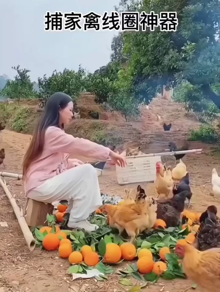 小技巧:农村二叔用几个线圈地上一插,不费力不费电,轻松把鸡抓