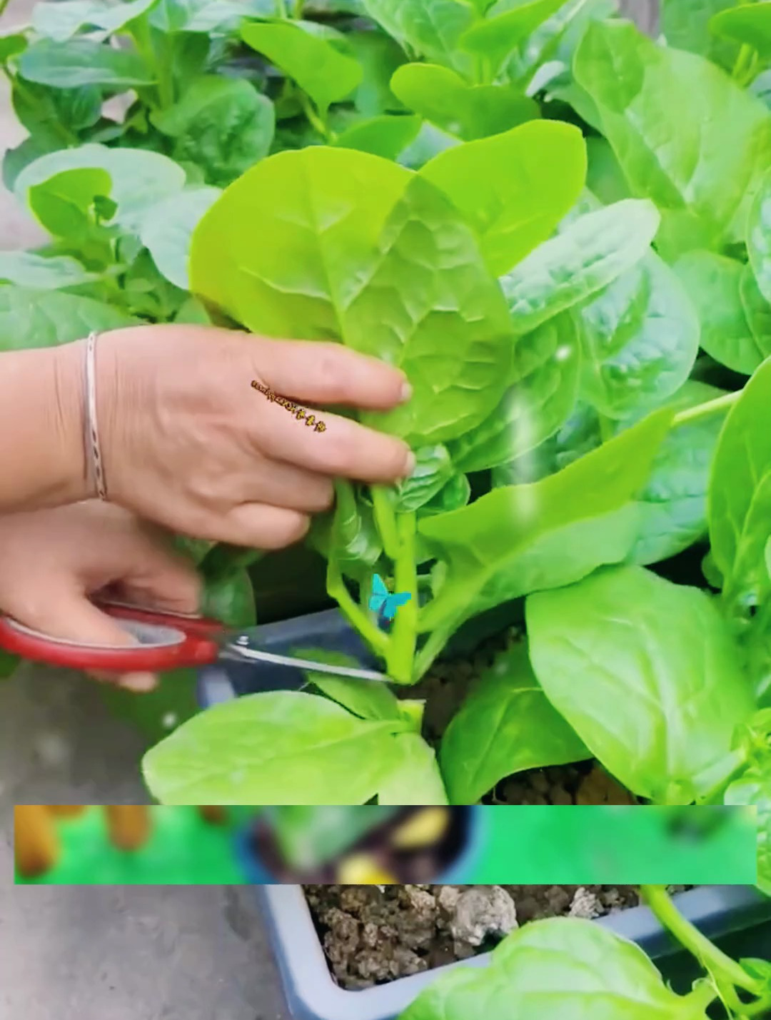 大叶木耳菜种子,苗落葵小青菜;耐高温高湿春夏四季阳台盆栽蔬菜