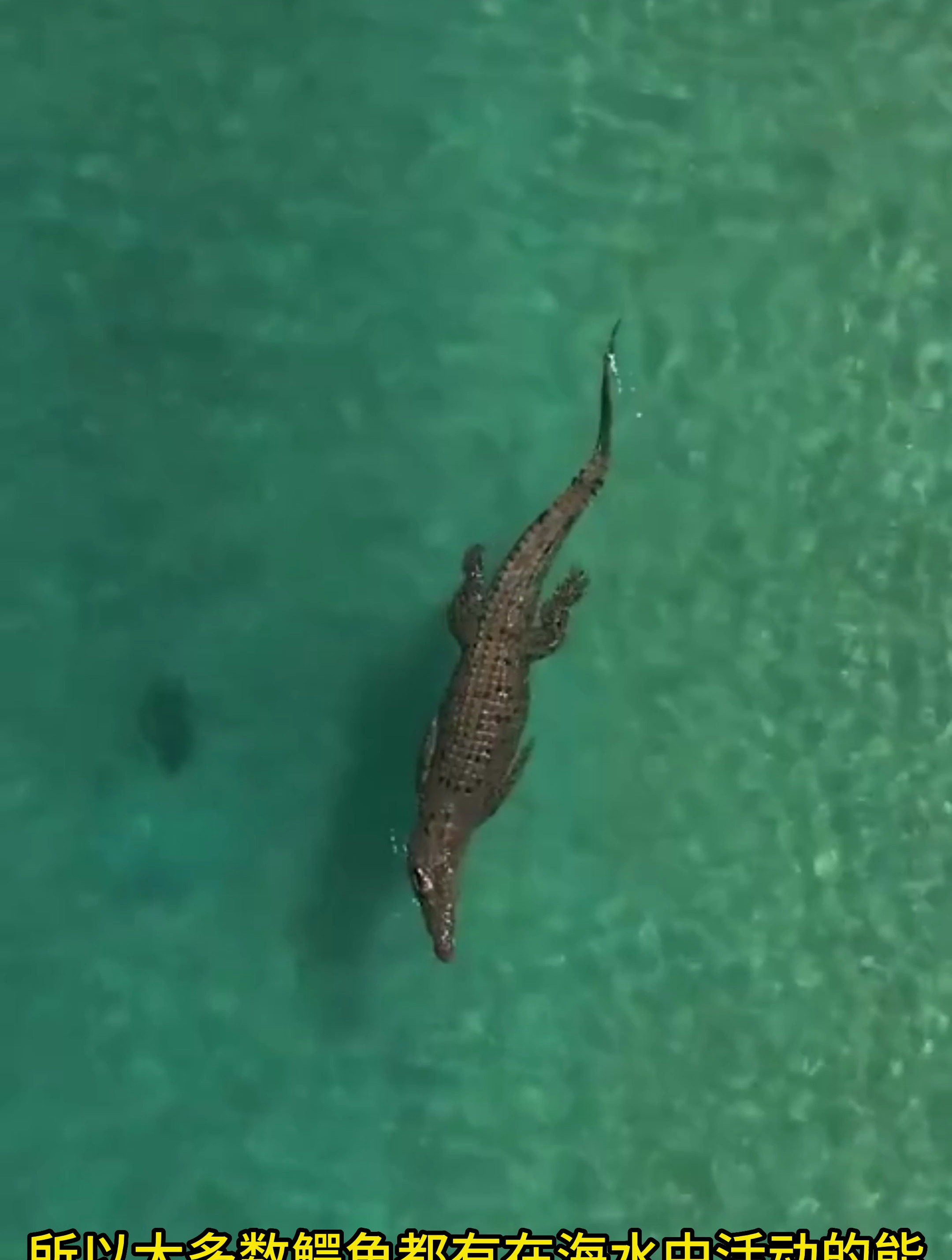 大部分鳄鱼都能在海水里活动
