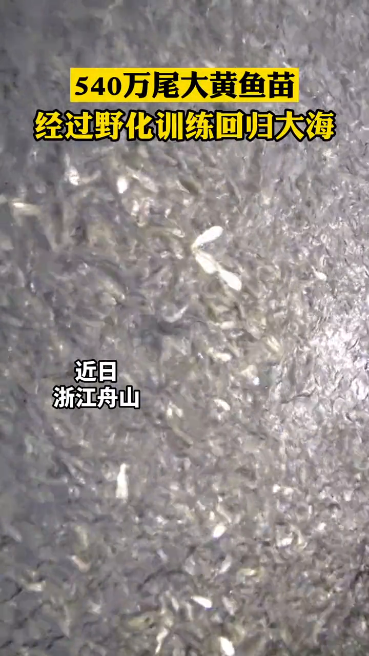 540万尾岱衢族大黄鱼,回归大海