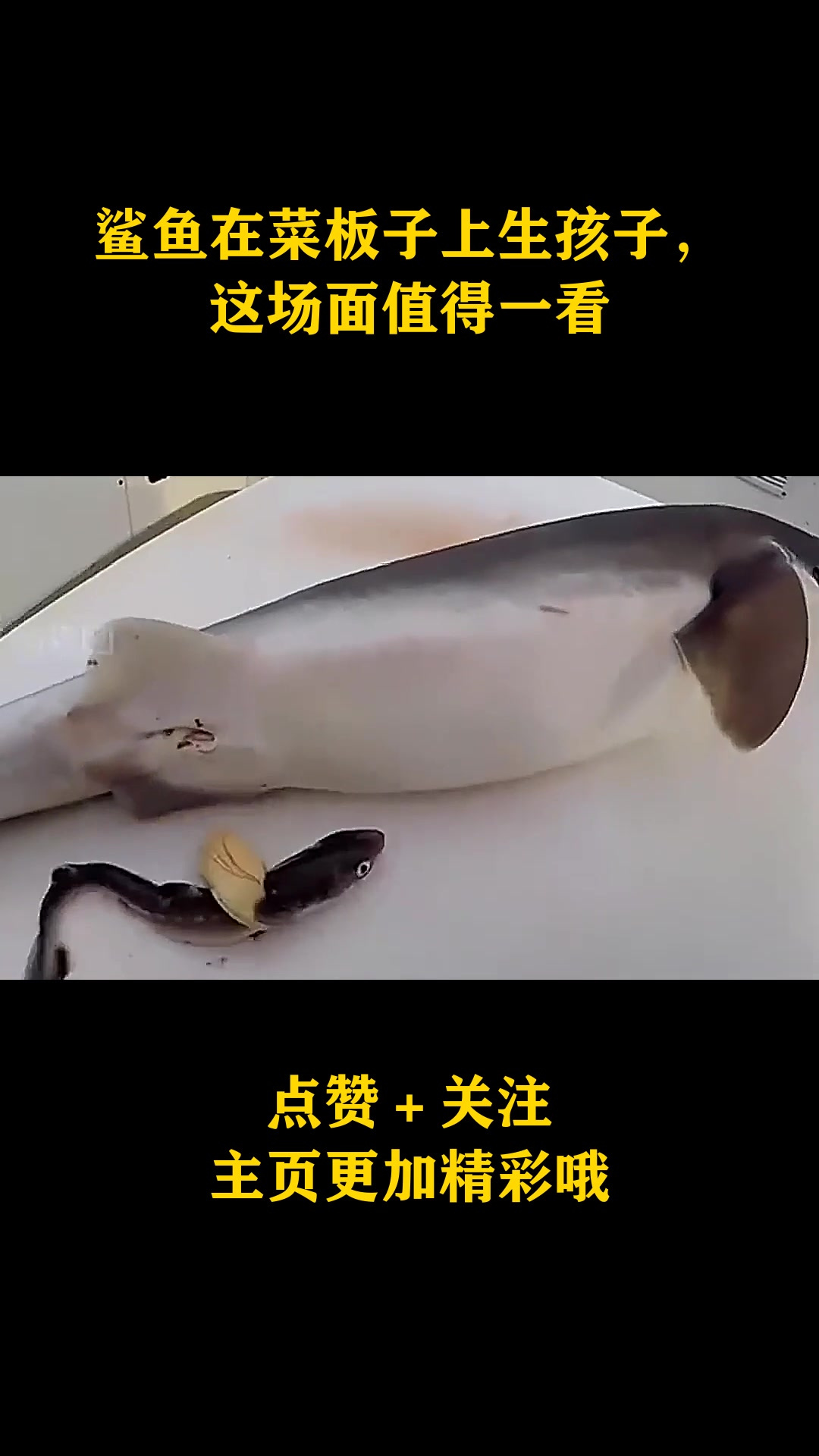 鲨鱼在菜板子上生孩子,这场面值得一看