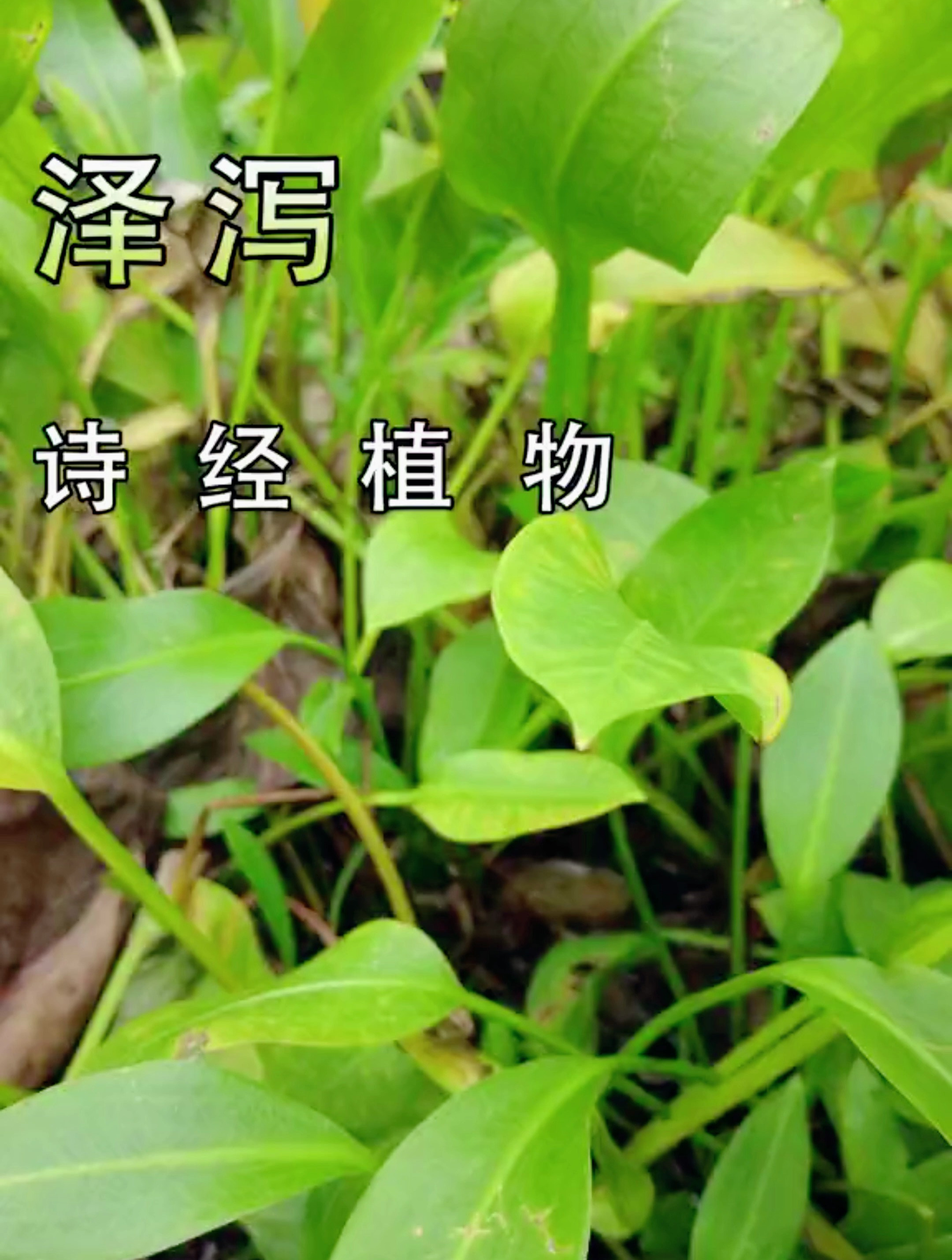 如意花,半透明的美