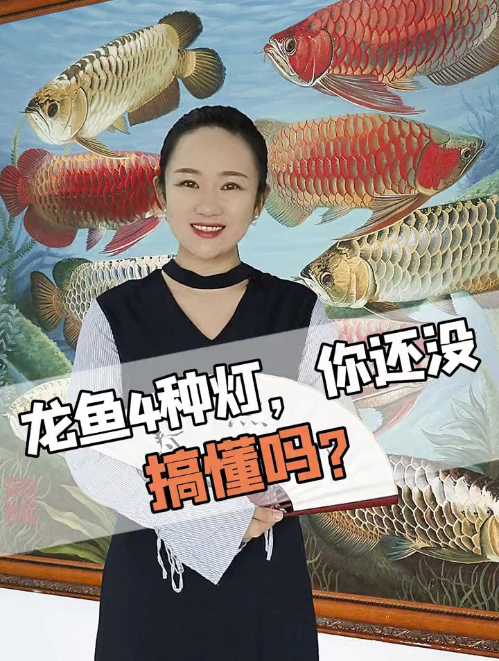 一分钟搞明白,龙鱼常用4种灯