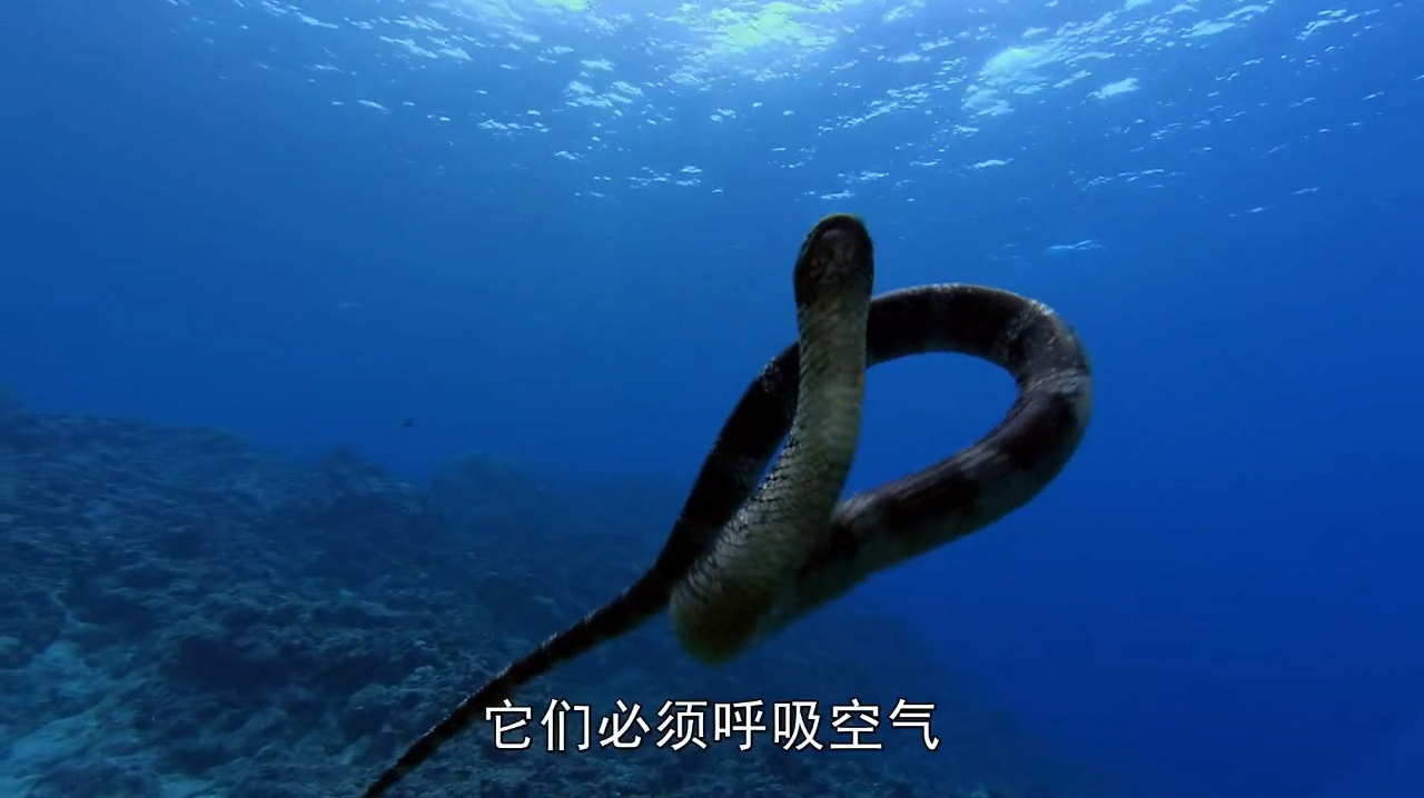 海蛇的奇怪繁殖,水里生活岸上产卵,六个月后小蛇出生