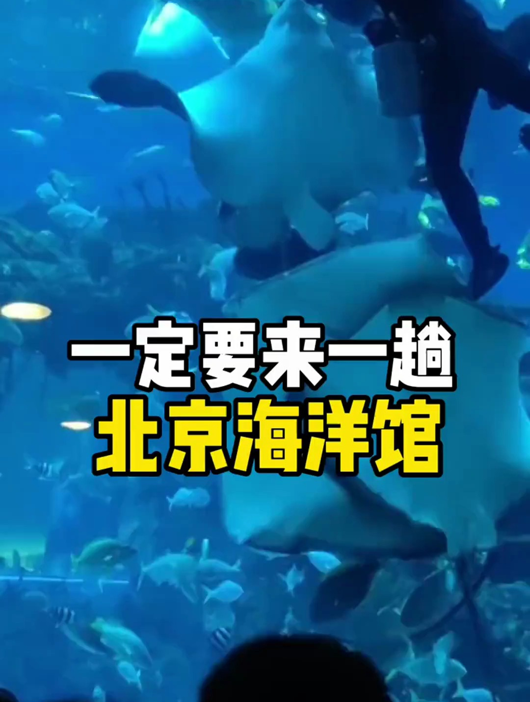 北京海洋馆游玩攻略