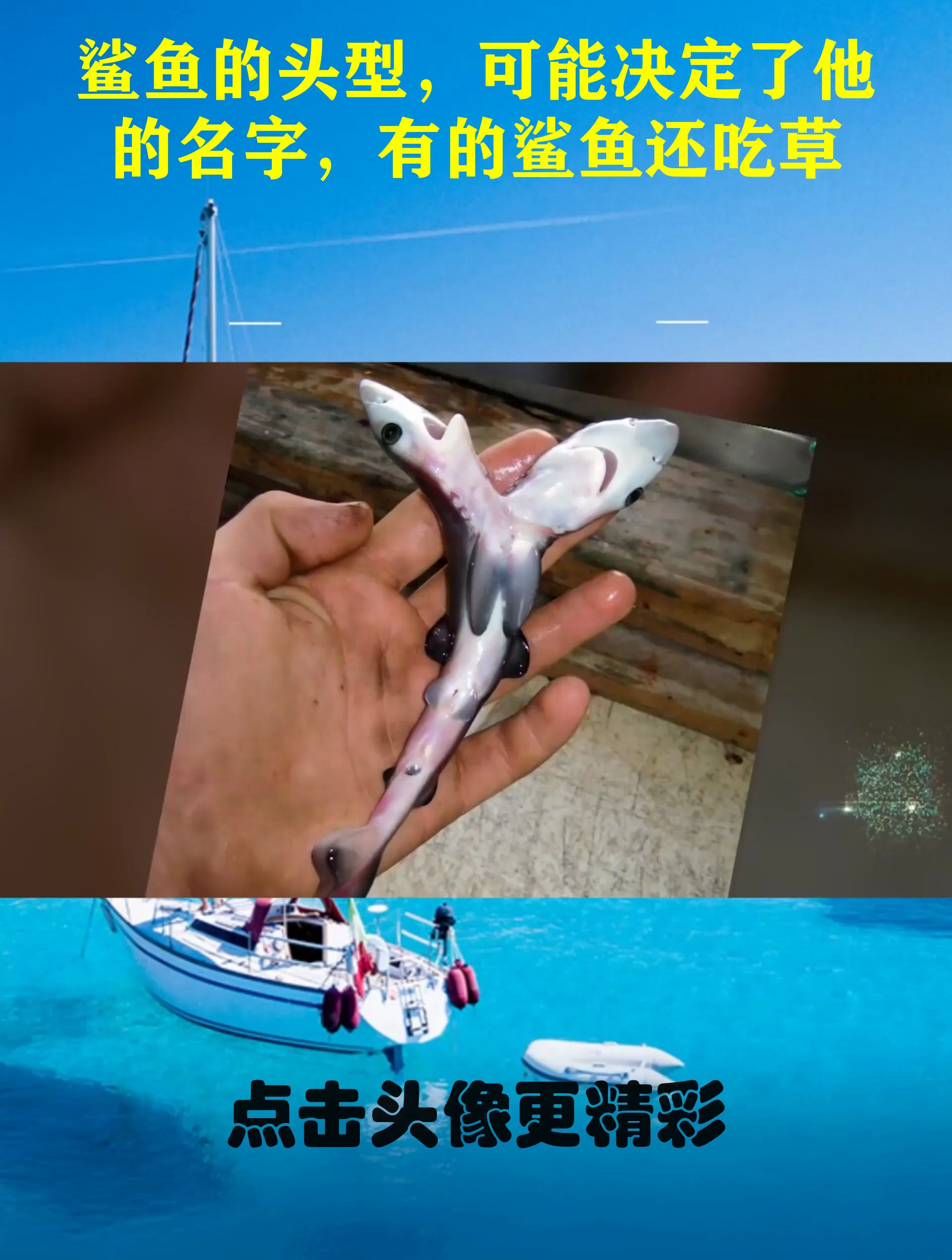 鲨鱼的头型,可能决定了他的名字,有的鲨鱼还吃草