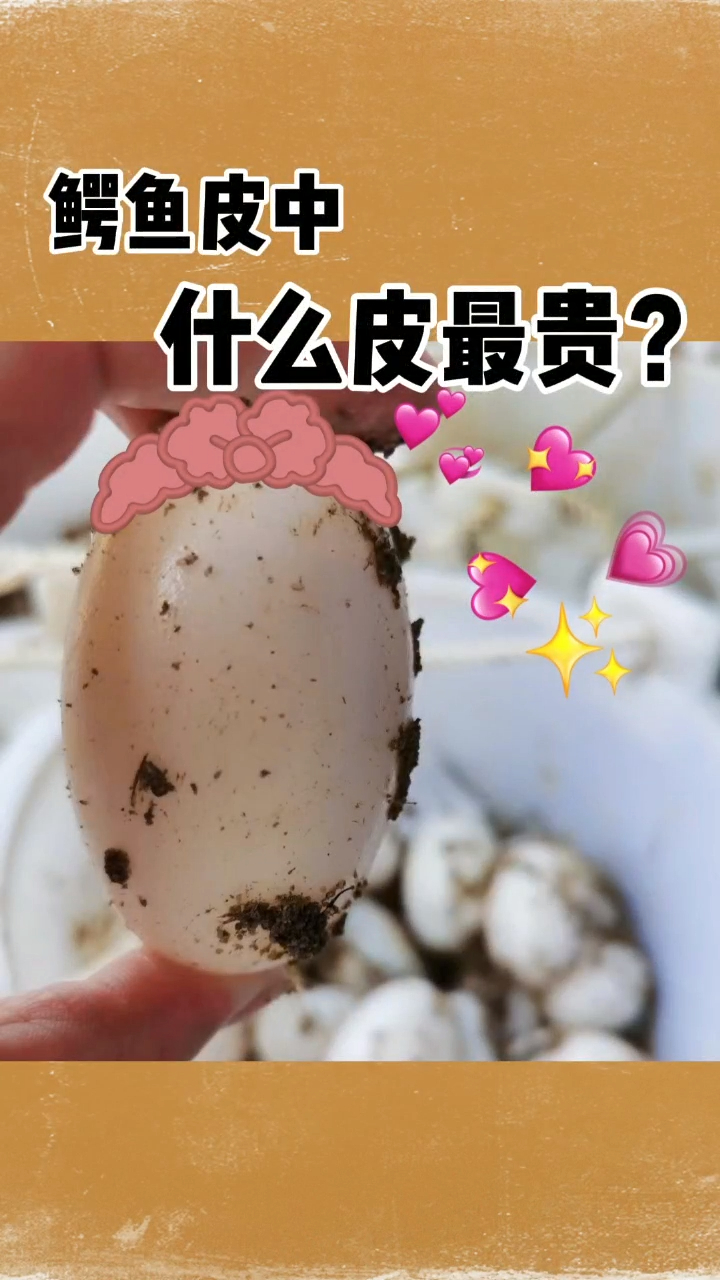 鳄鱼皮中,到底什么皮最贵?