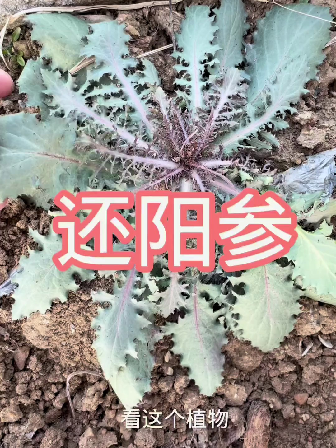 花如菊花,苗似蒲公英,它就是苦碟子,也叫它还阳参