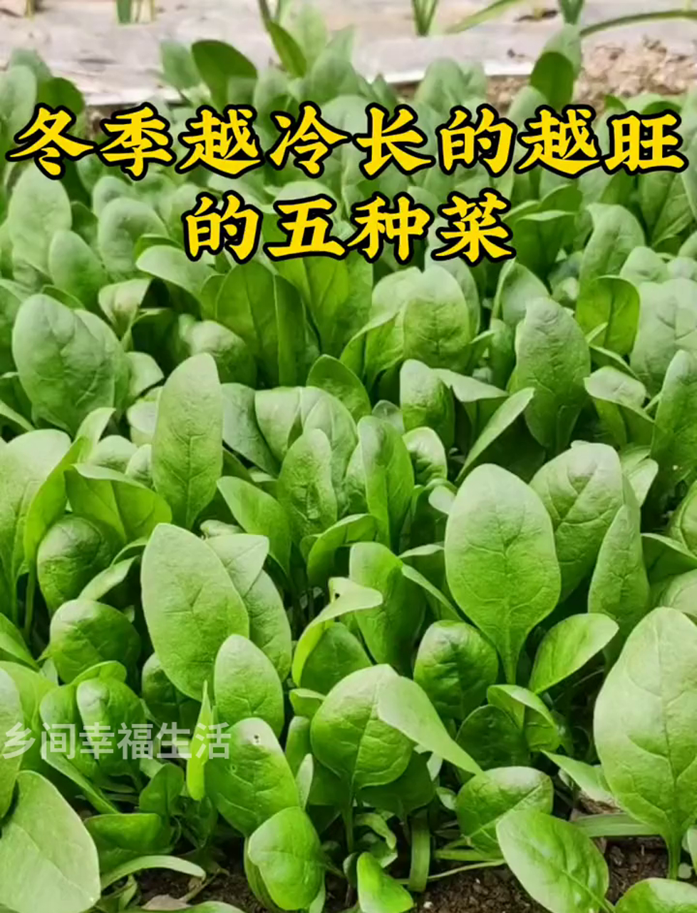 冬天越冻越茁壮的五种蔬菜