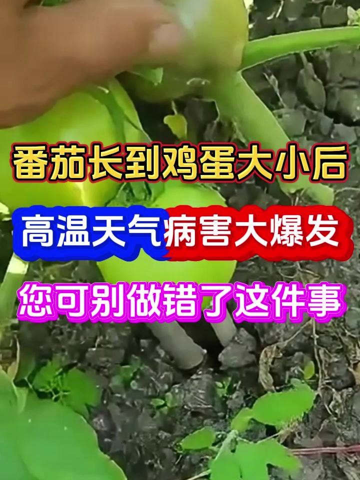 番茄长到鸡蛋大小各种病害爆发怎么防治