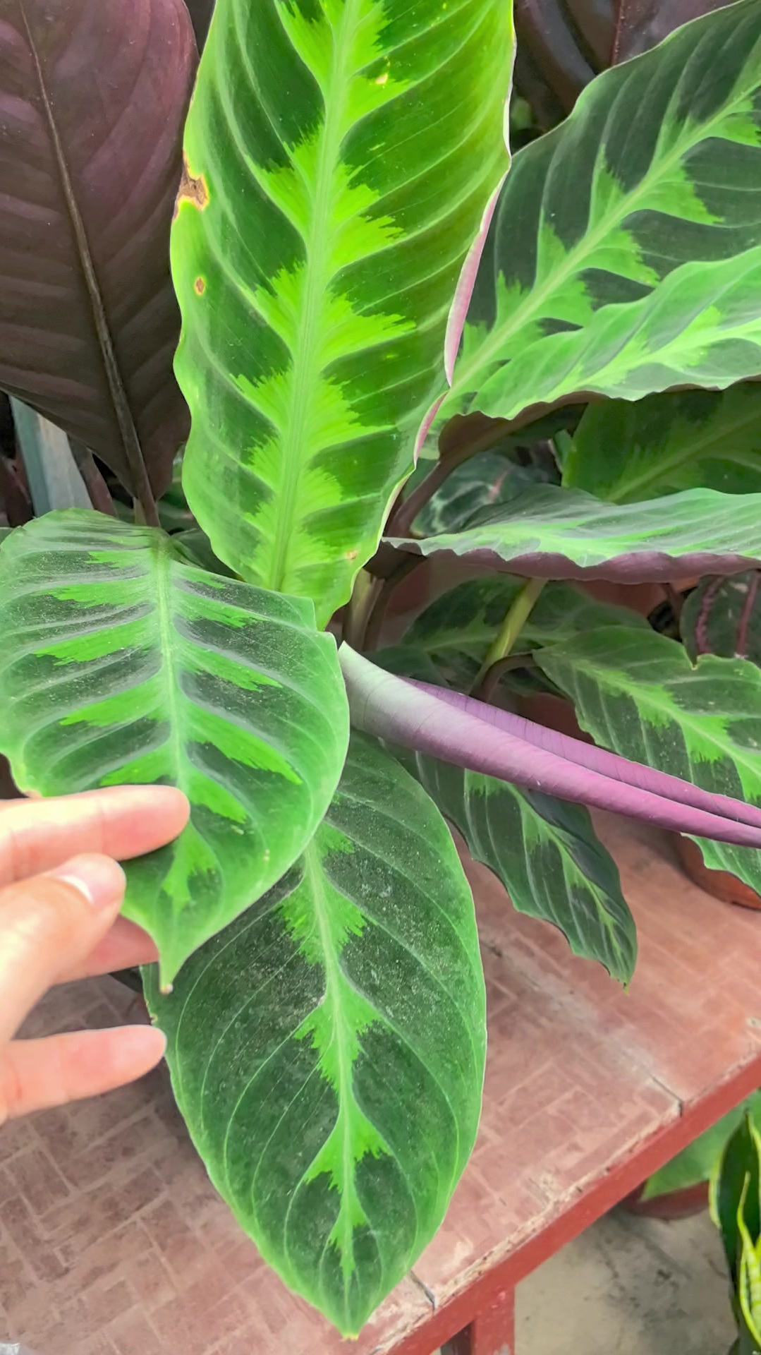 天鹅绒竹芋生长旺盛的方法