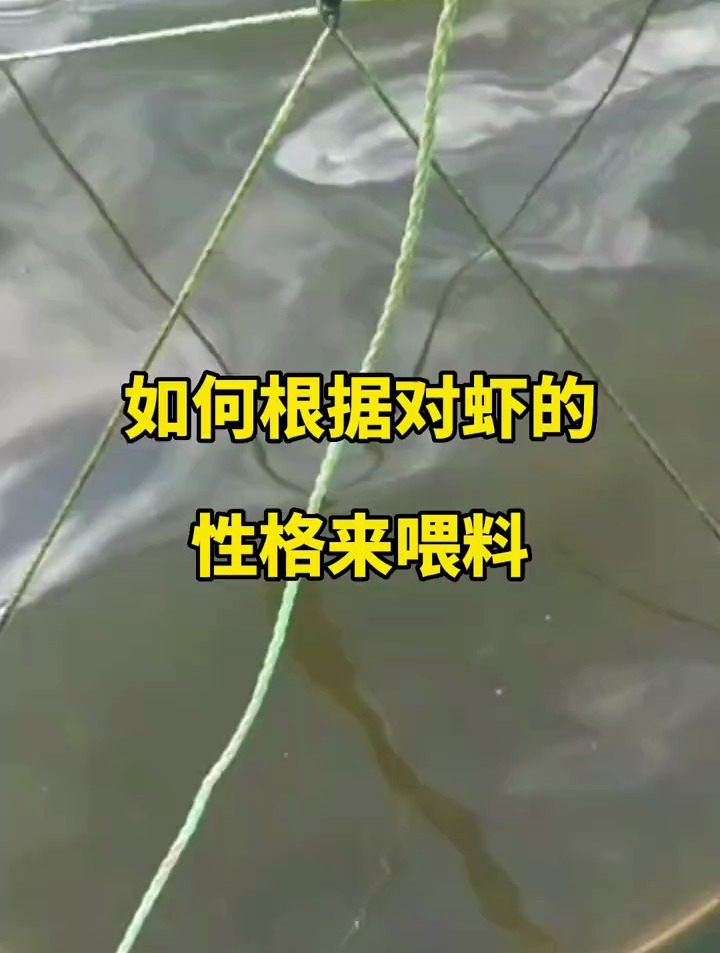 对虾也是有性格的你了解吗 水产养殖 南美白对虾 养殖人加油