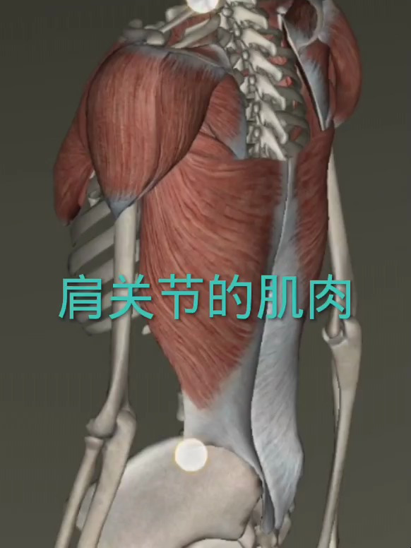 肩关节的肌肉有哪些