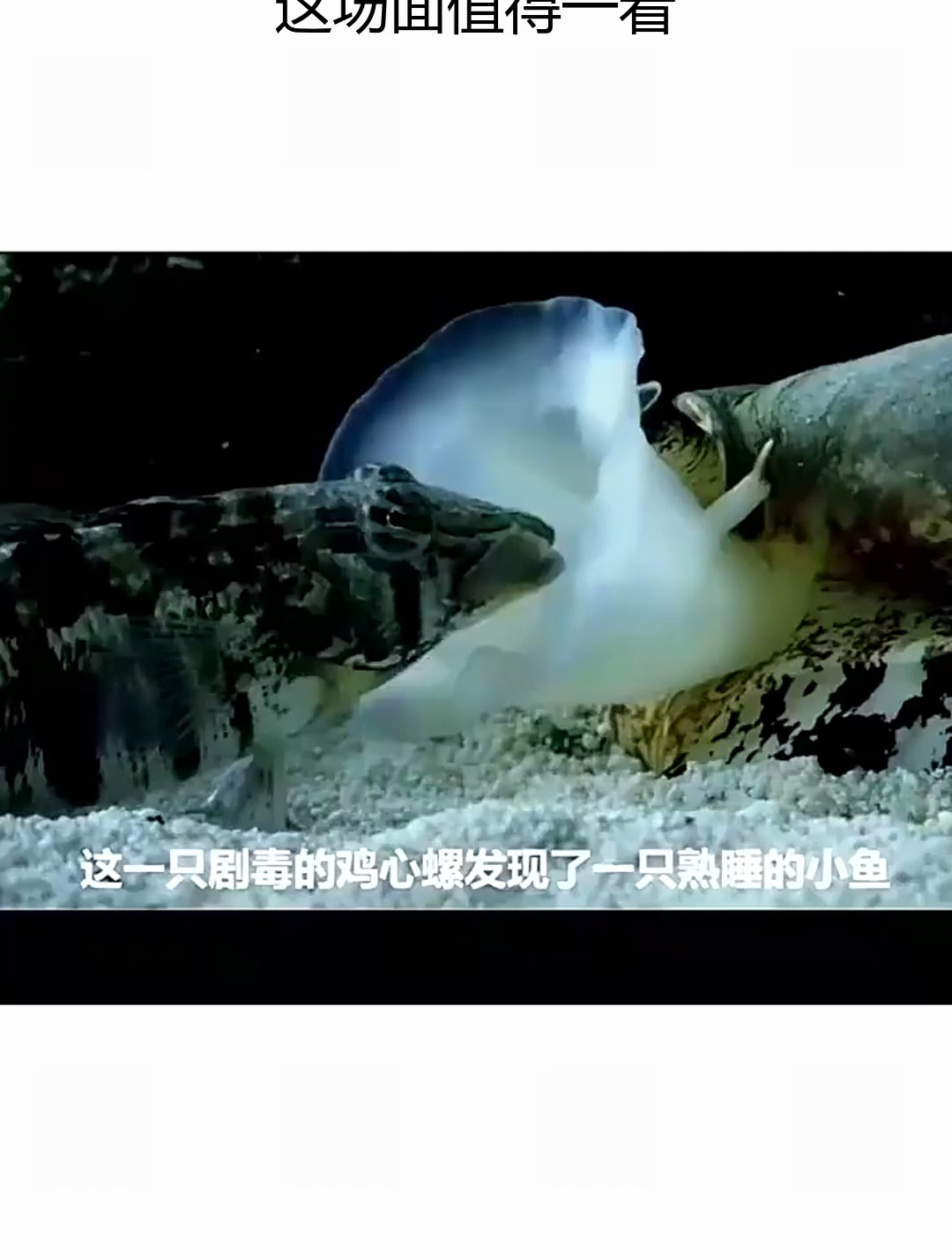 鸡心螺真有心眼啊,不知不觉吃掉小鱼,这场面值得一看