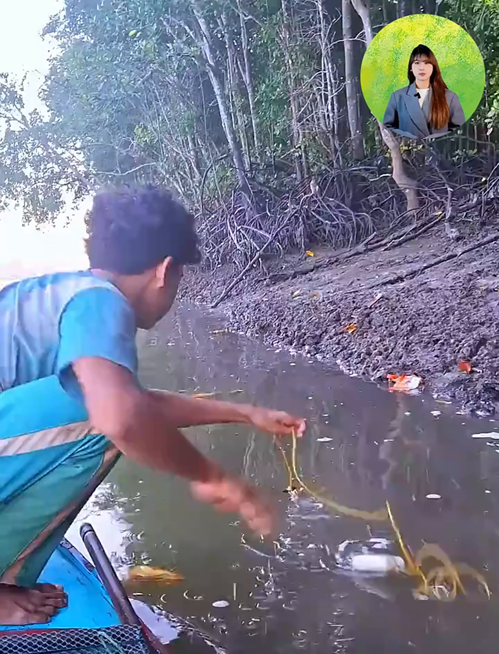 河边钓鱼真过瘾：渔夫在河海交汇处的红树林湿地钓到肥美的土龙！