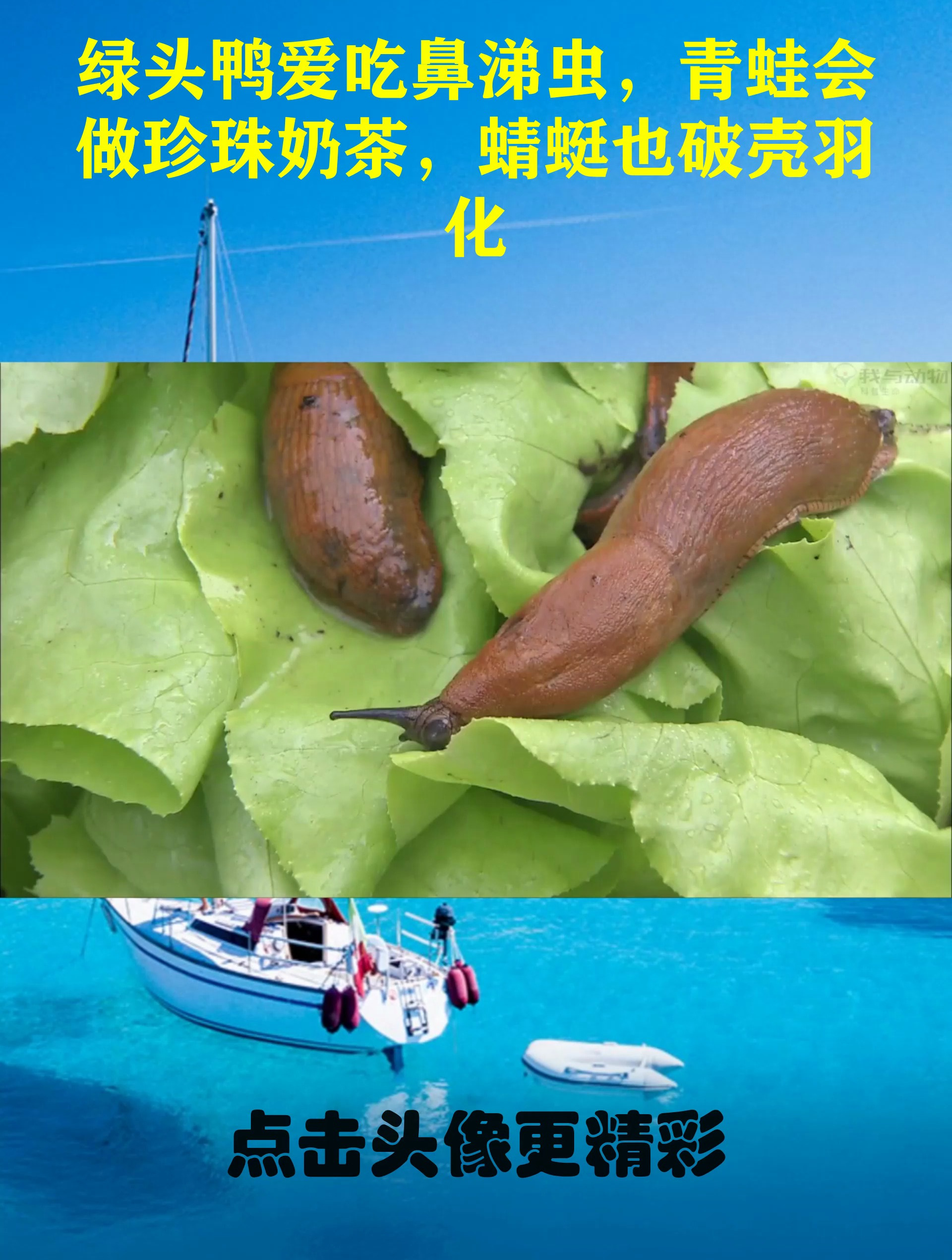绿头鸭爱吃鼻涕虫,青蛙会做珍珠奶茶,蜻蜓也破壳羽化