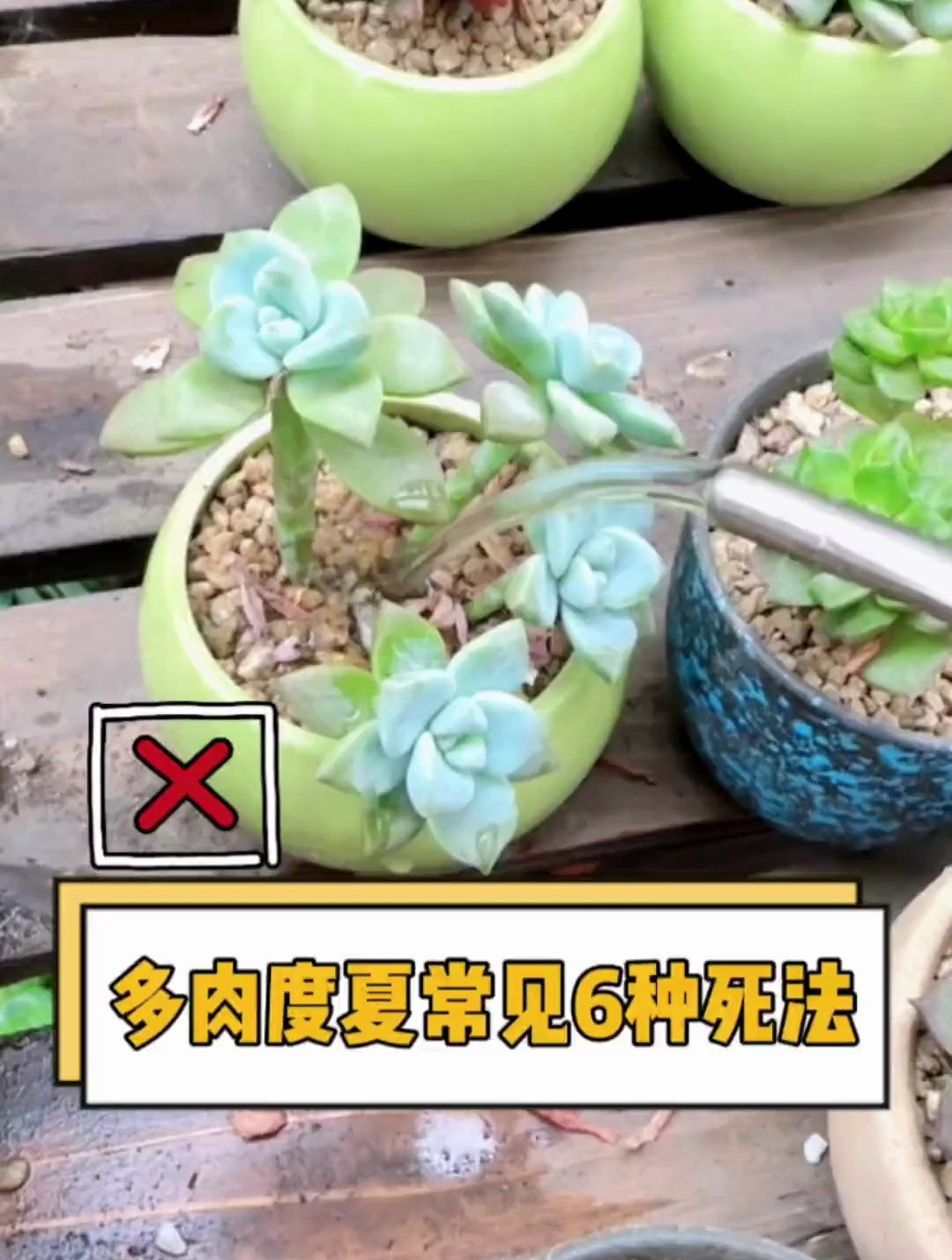 多肉度夏常见的几种死法,你中招了吗?多肉