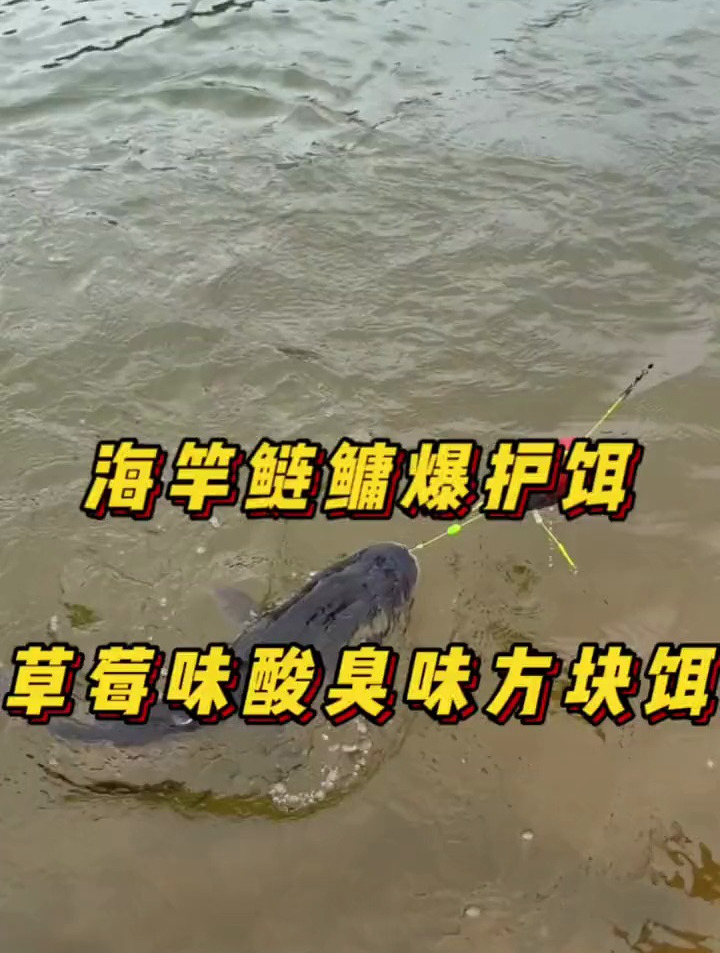 水库海竿钓鲢鳙方法,饵料这样挂钩,雾化效果好,鲢鳙更好钓