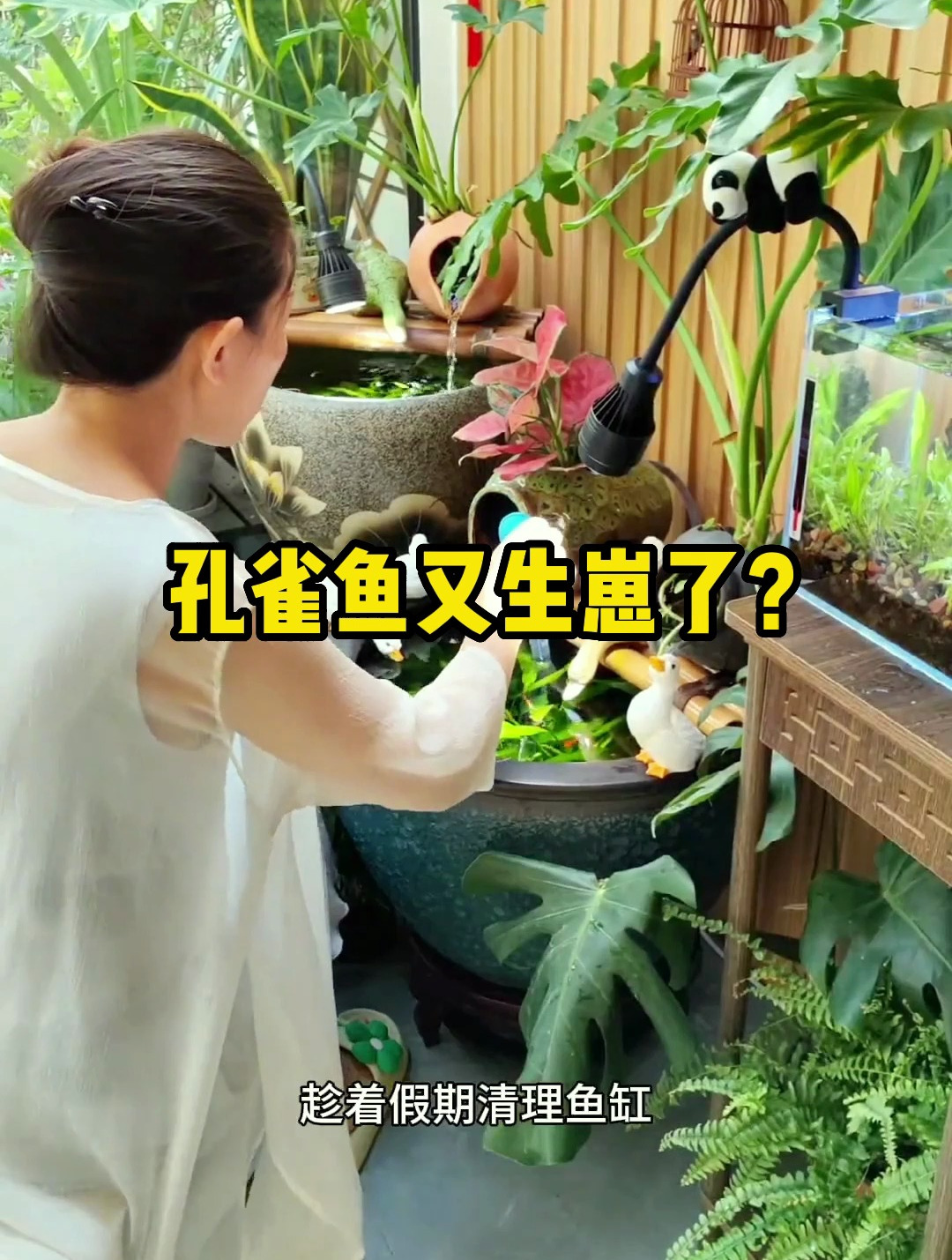 孔雀鱼又生崽了?看看我家的鱼怎么了!