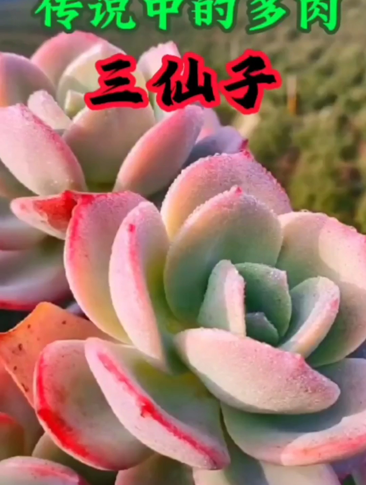 多肉界的三仙子是哪三种?传说中的多肉三仙子果然仙气飘飘……