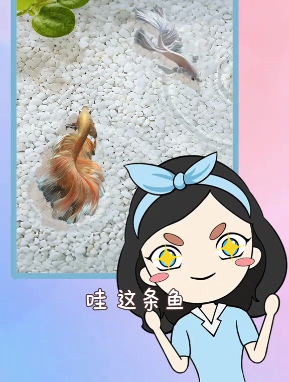 这么美的斗鱼你心动吗