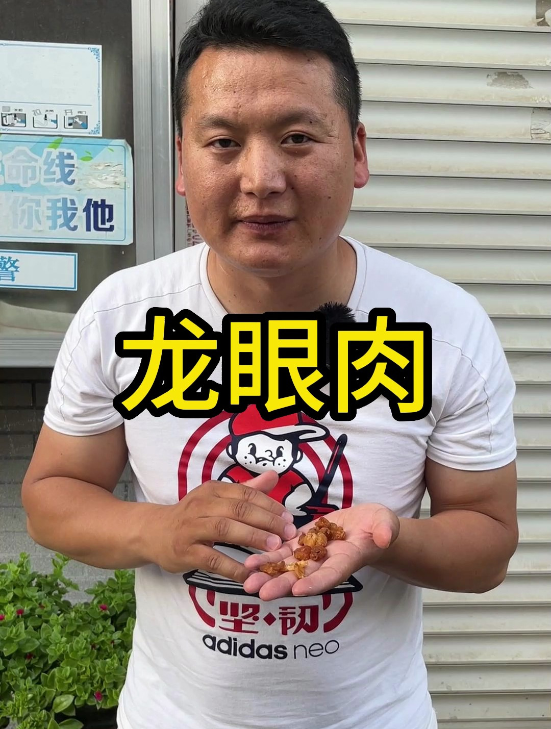 龙眼肉,你知道怎么挑吗