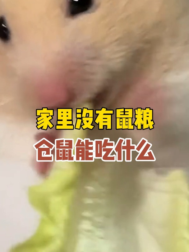 家里没有鼠粮,仓鼠能吃什么?