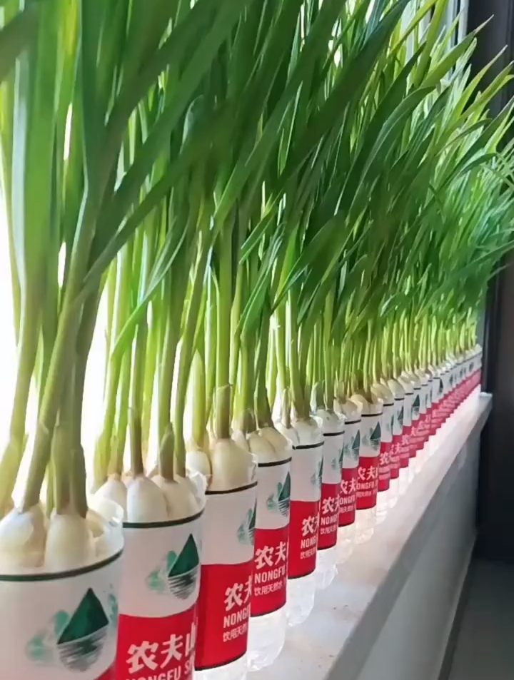 在家种菜,种蒜苗