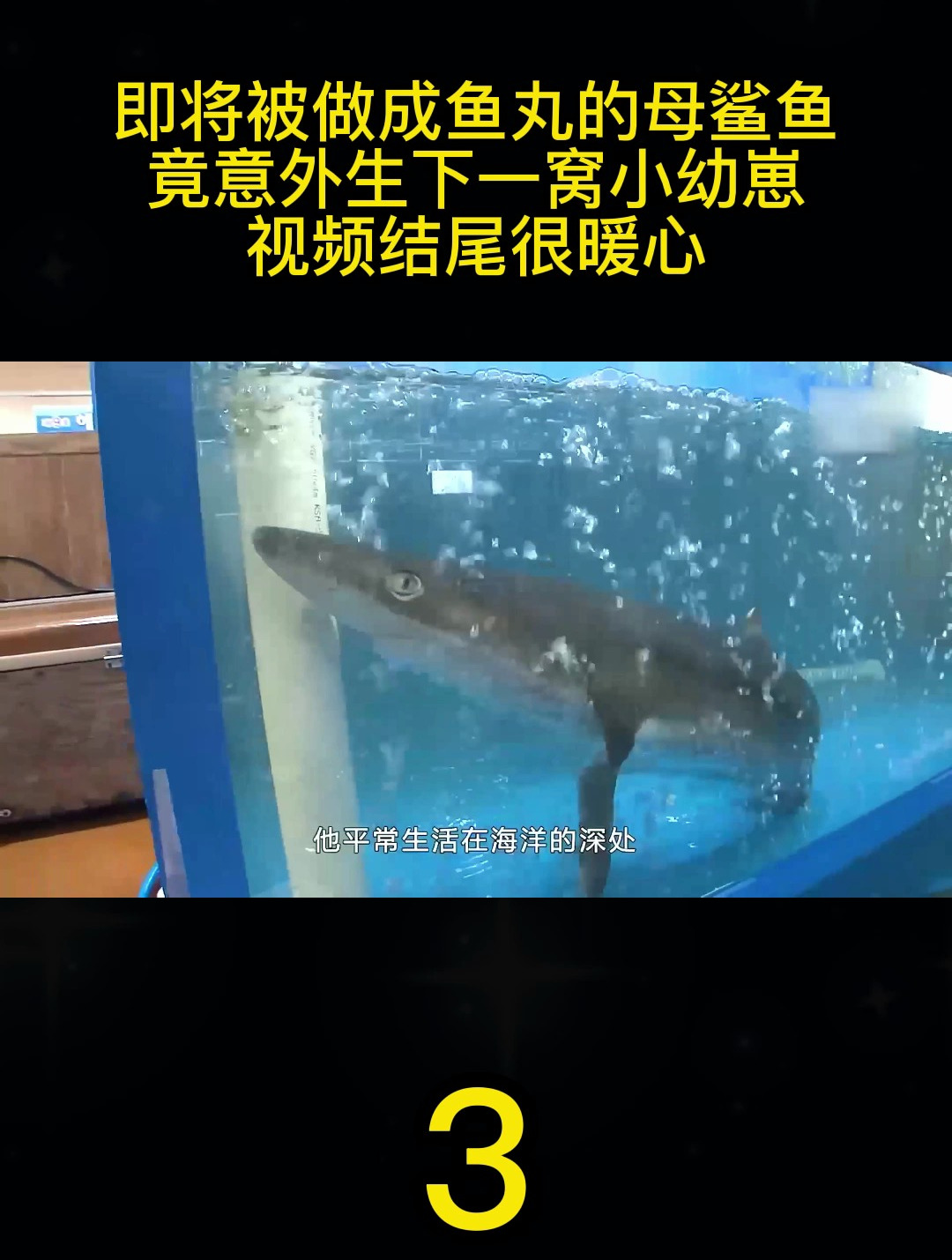 母鲨鱼生下幼崽,让人感动