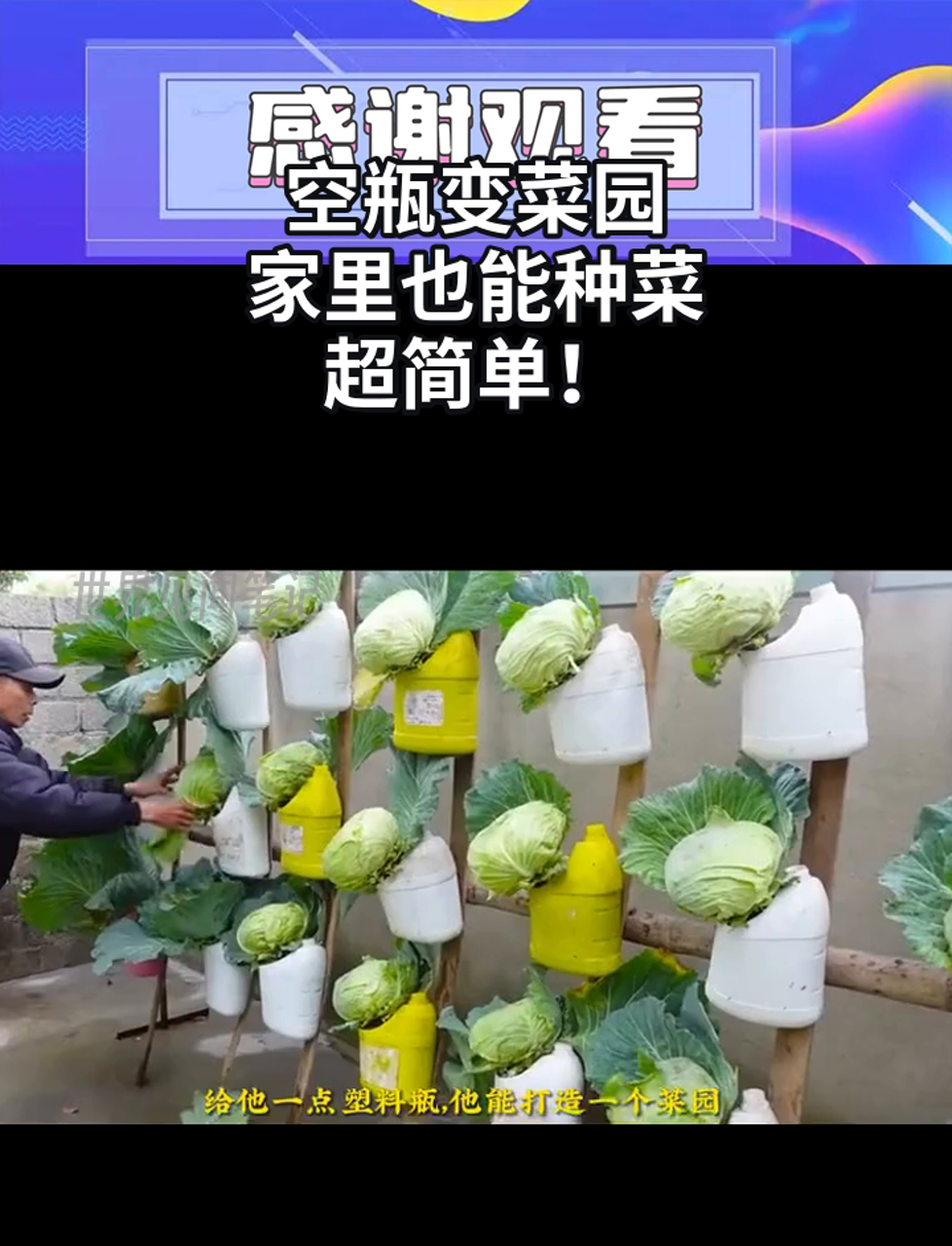 空瓶变菜园,家里也能种菜,超简单!