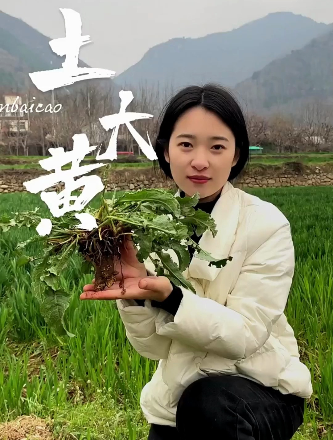 土大黄,你吃过吗,很好吃的野菜