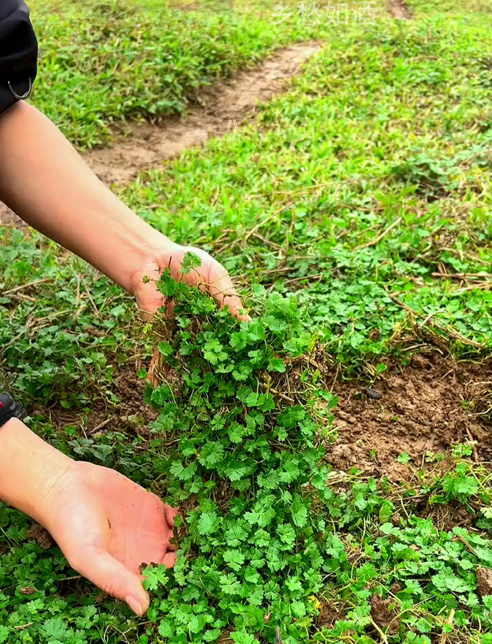 天胡荽花样多,满天星、破铜钱、假芫荽都是它,你们那管它叫啥?