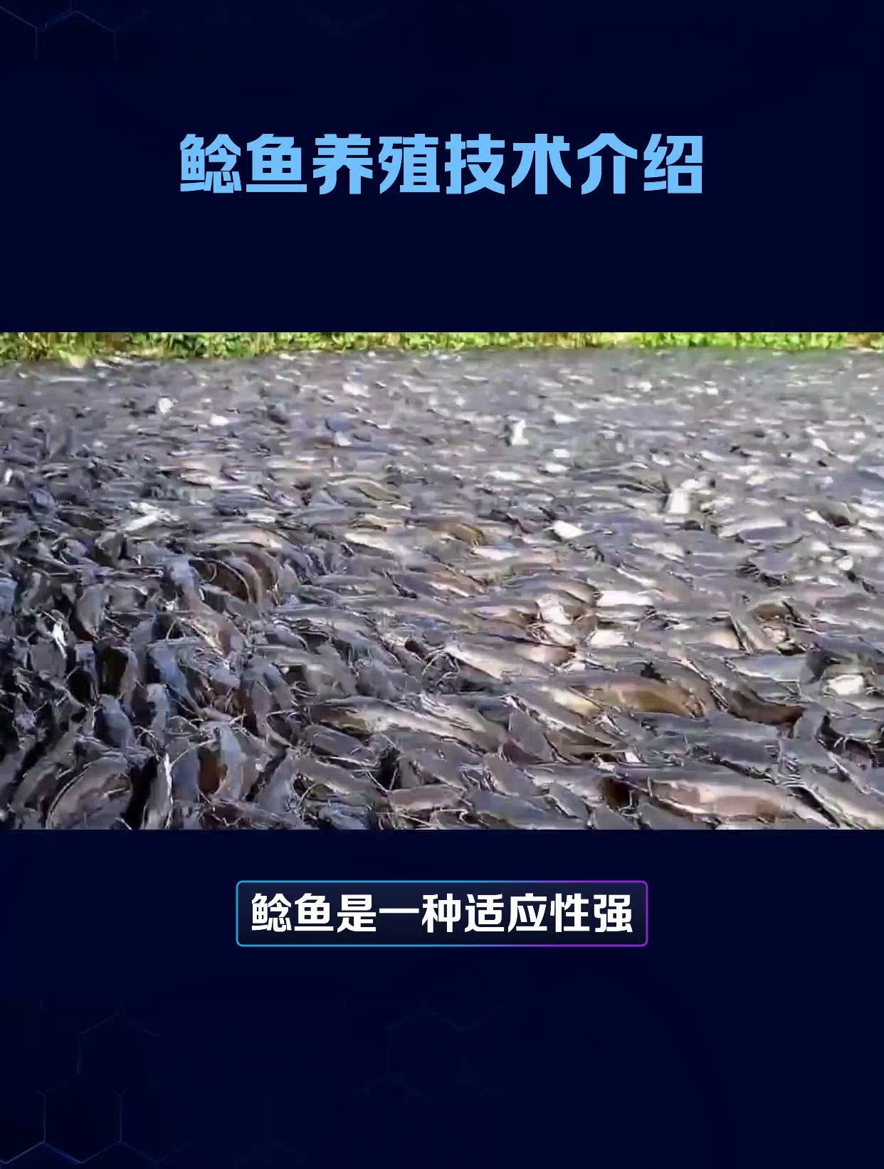 鲶鱼的养殖技术介绍