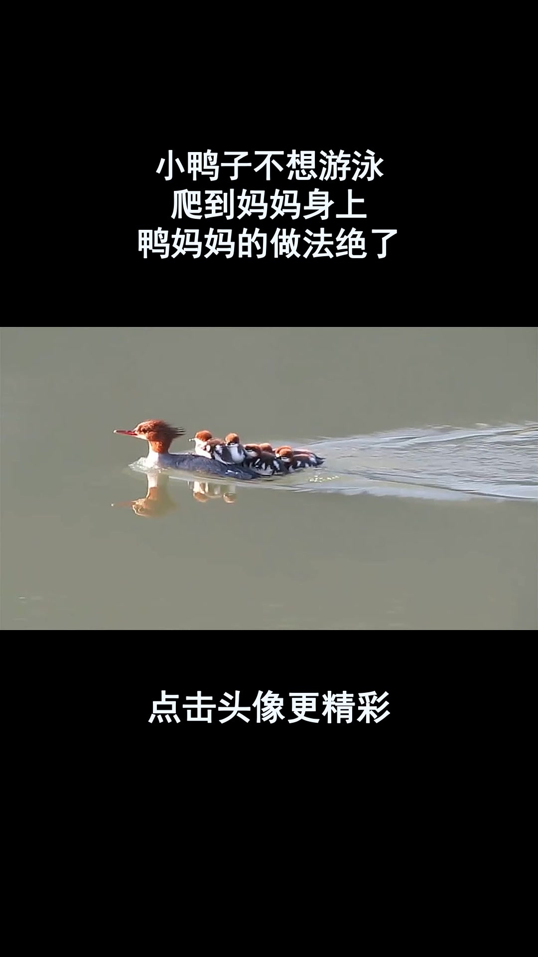 小鸭子不想游泳,爬到妈妈身上,鸭妈妈的做法绝了