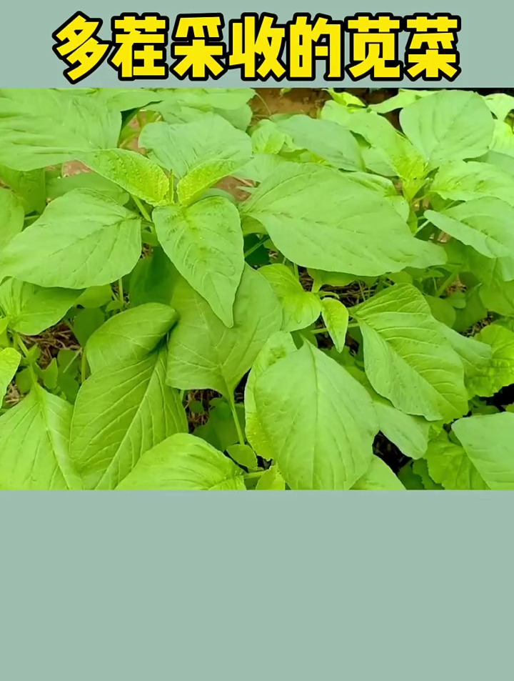 可以多茬采收的苋菜,您喜欢吗?